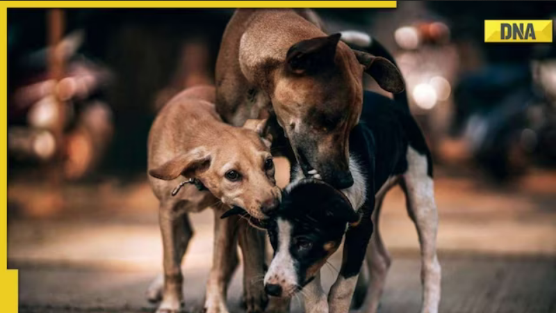 SC stays Bombay HC observation on adopting stray dogs for feeding them